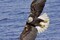 USA, Alaska, Homer Bald eagle diving above water by Cathy - Gordon Illg - Item # VARPDXUS02BJA0051